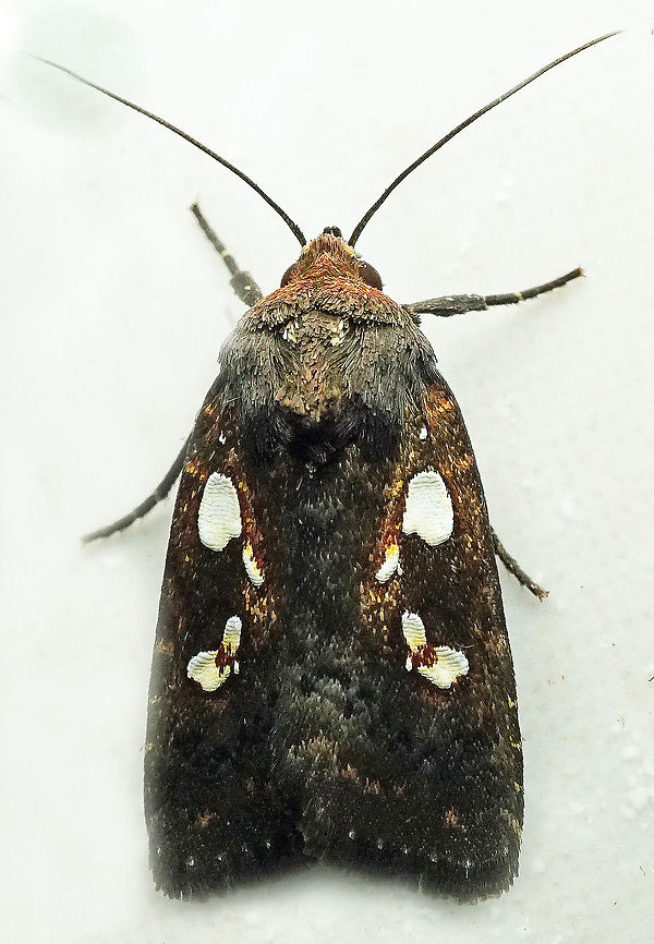 Calymniodes conchylis Dapa, Valle Del Cauca<br />
2100m Calymniodes conchylis