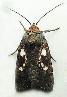 Calymniodes conchylis Dapa, Valle Del Cauca
2100m Calymniodes conchylis