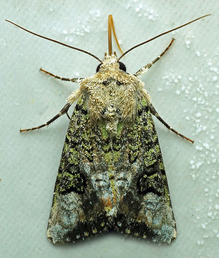 #780 Dapa, Valle Del Cauca<br />
2100m