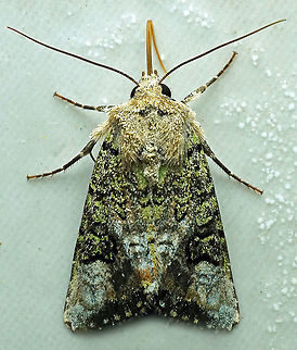 #780 Dapa, Valle Del Cauca
2100m