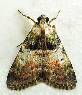 #781 Dapa, Valle Del Cauca
2100m