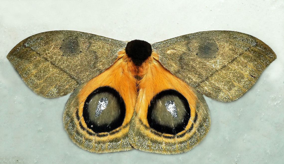 Automeris banus Dapa, Valle Del Cauca<br />
2100m