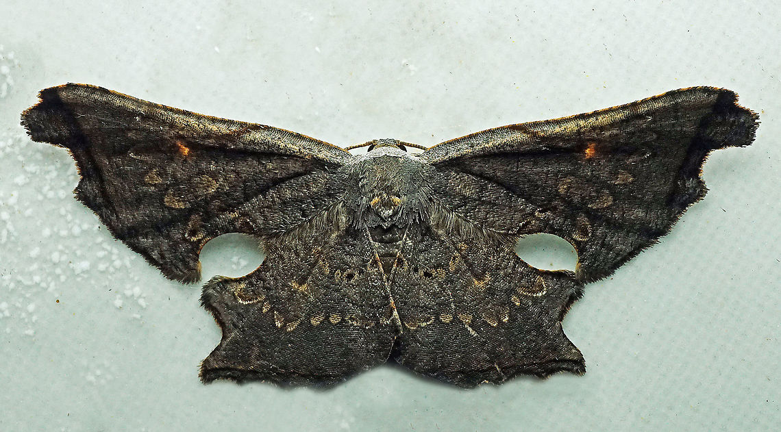 Crypsicoela subocellata Dapa, Valle Del Cauca<br />
2100m Crypsicoela subocellata