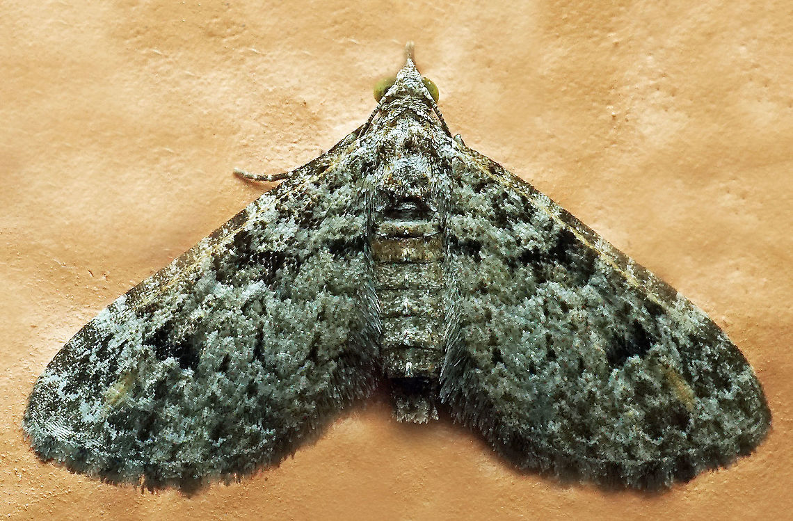 #784 Dapa, Valle Del Cauca<br />
2100m