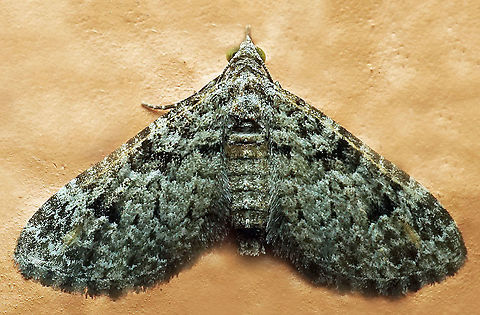 #784 Dapa, Valle Del Cauca
2100m