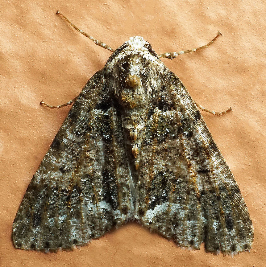 #785 Dapa, Valle Del Cauca<br />
2100m