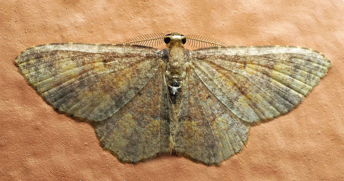 Eois sp. Dapa, Valle Del Cauca<br />
2100m