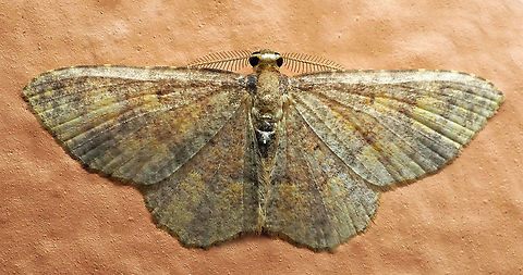 Eois sp. Dapa, Valle Del Cauca
2100m