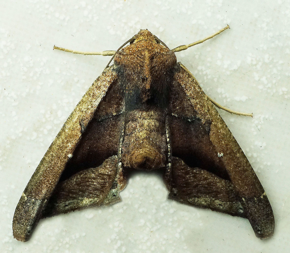 Pero sp. Dapa, Valle Del Cauca<br />
2100m