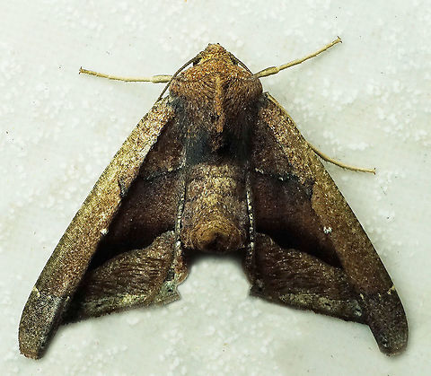 Pero sp. Dapa, Valle Del Cauca
2100m