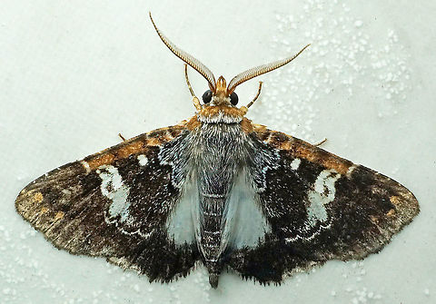 Pseudogerespa sp. Dapa, Valle Del Cauca
2100m