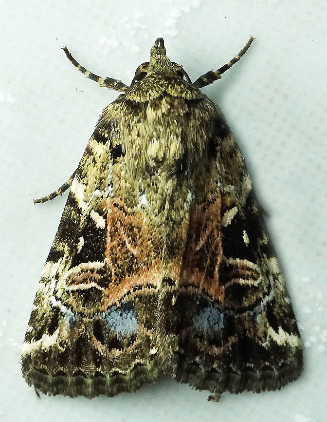 Elaphria marmorata Dapa, Valle Del Cauca<br />
2100m Elaphria marmorata