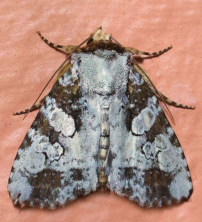 #790 Dapa, Valle Del Cauca<br />
2100m Condica hippia