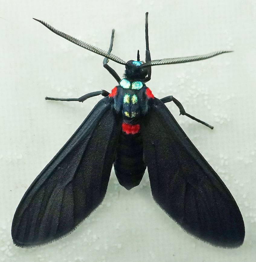 Saurita diffusa Dapa, Valle Del Cauca<br />
2100m Saurita diffusa