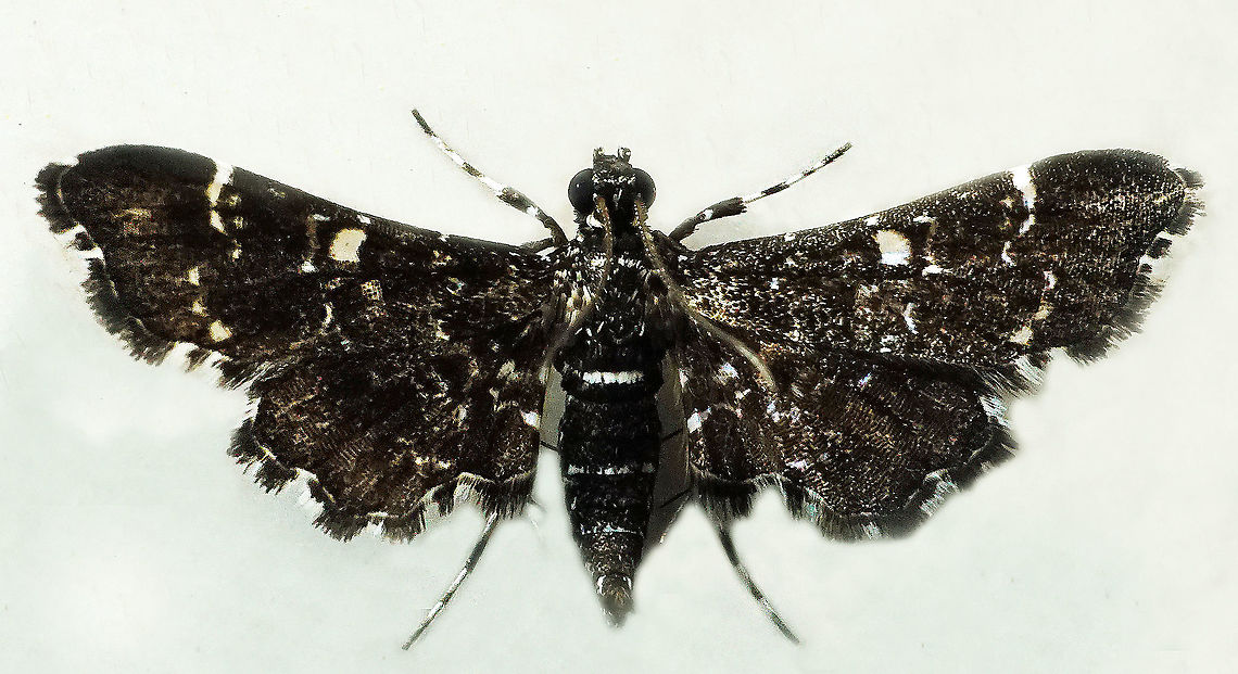 #791 Dapa, Valle Del Cauca<br />
2100m