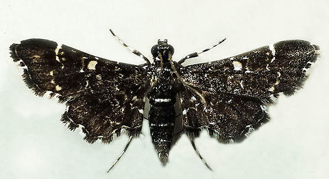 #791 Dapa, Valle Del Cauca
2100m