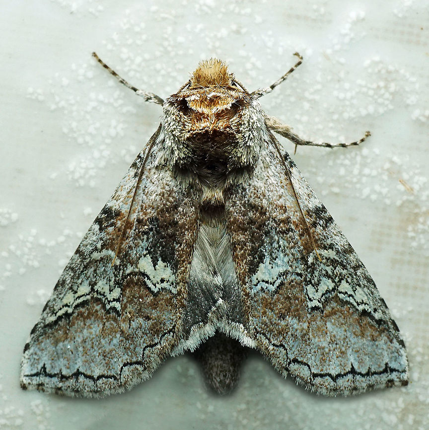 Litodonta sp. Dapa, Valle Del Cauca<br />
2100m