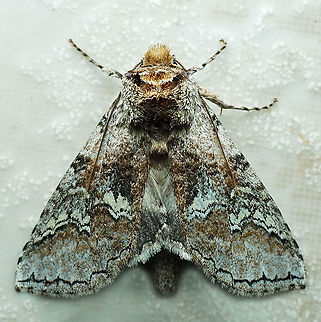 Litodonta sp. Dapa, Valle Del Cauca
2100m