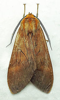 Amastus sp. Dapa, Valle Del Cauca
2100m