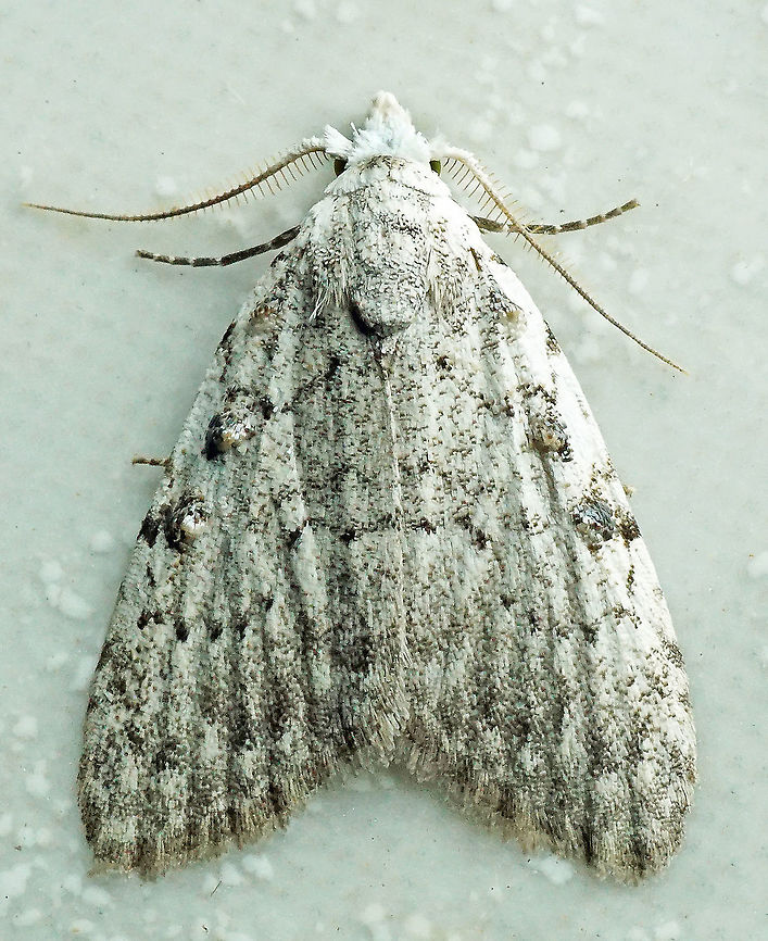 Nola sp. Dapa, Valle Del Cauca<br />
2100m<br />