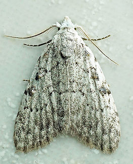 Nola sp. Dapa, Valle Del Cauca
2100m