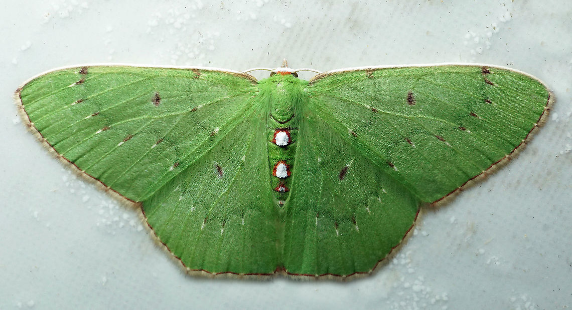 Lissochlora albociliaria Dapa, Valle Del Cauca<br />
2100m Lissochlora albociliaria