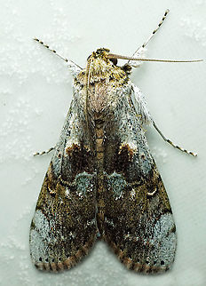 #795 Dapa, Valle Del Cauca
2100m