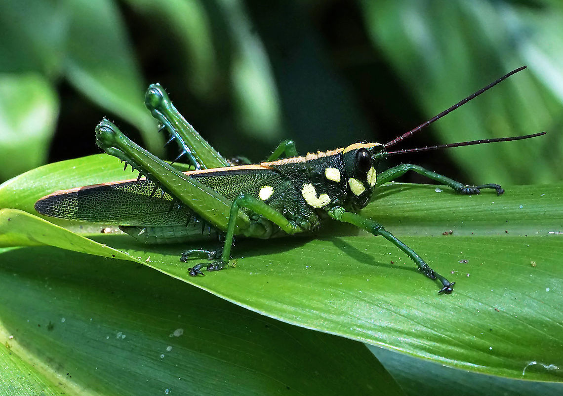 Agriacris magnifica Dapa, Valle Del Cauca<br />
2100m Agriacris magnifica,Magnificent Lubber Grasshopper