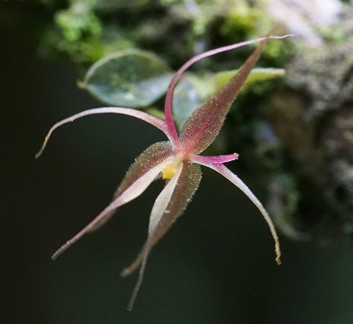 Lepanthes calimae Calima, Valle Del Cauca Lepanthes calimae