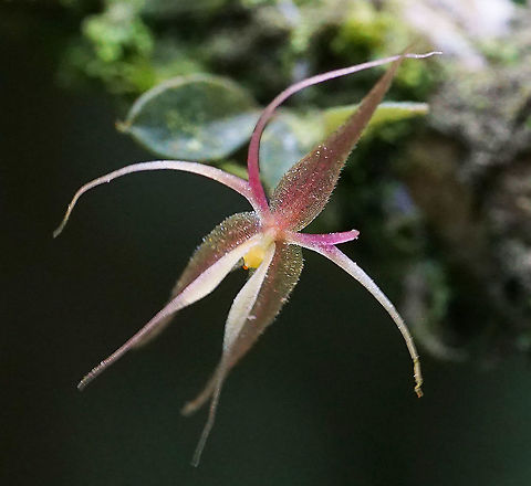 Lepanthes calimae Calima, Valle Del Cauca Lepanthes calimae