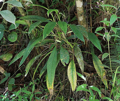Anthurium subcarinatum Calima, Valle Del Cauca
