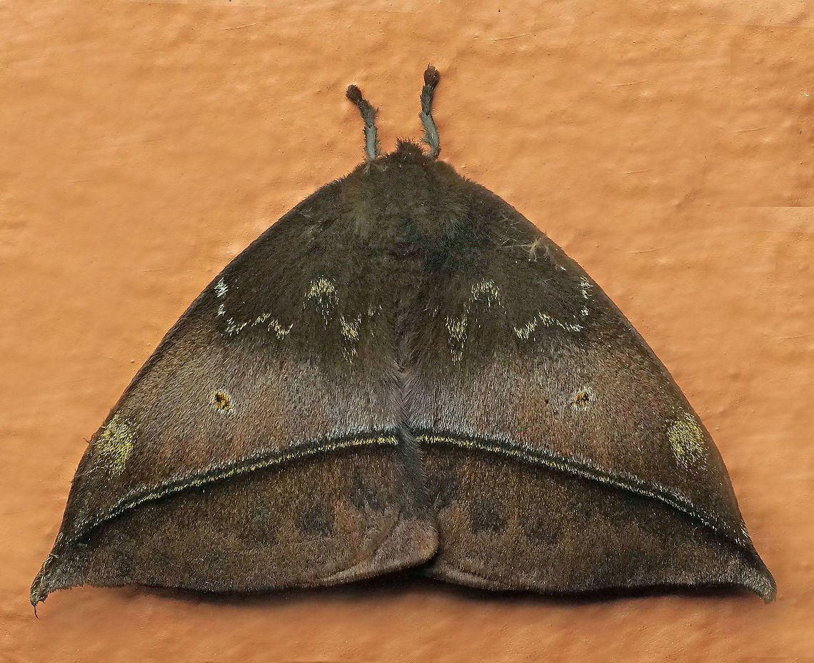 Gamelia sp. Dapa, Valle Del Cauca<br />
2100m