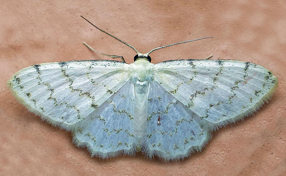 Idaea sp. Dapa, Valle Del Cauca<br />
2100m