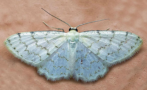 Idaea sp. Dapa, Valle Del Cauca
2100m