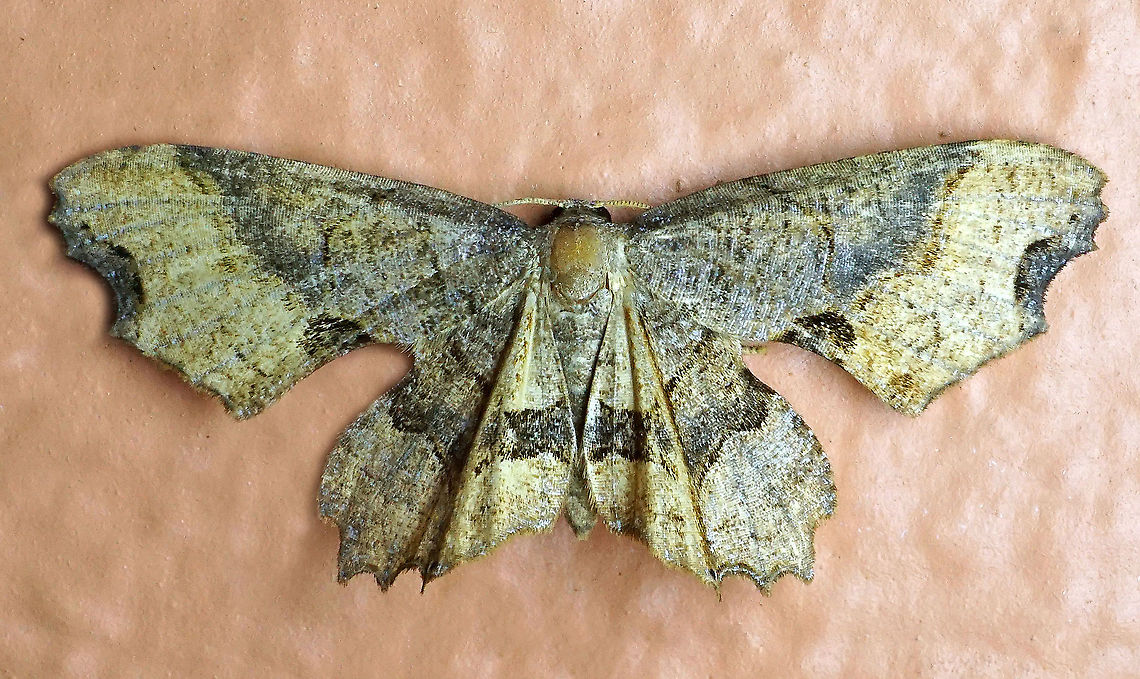 Dysaethria sp. Dapa, Valle Del Cauca<br />
2100m