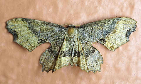 Dysaethria sp. Dapa, Valle Del Cauca
2100m