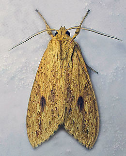 #800 Dapa, Valle Del Cauca
2100m