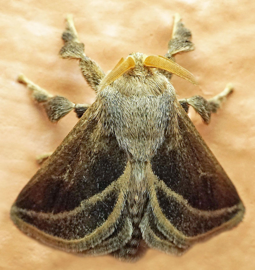 Epiperola vafinsa Dapa, Valle Del Cauca<br />
2100m Epiperola vafinsa