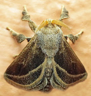 Epiperola vafinsa Dapa, Valle Del Cauca
2100m Epiperola vafinsa