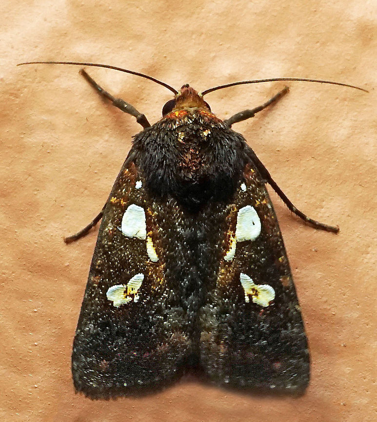 Calymniodes pyrostorta Dapa, Valle Del Cauca<br />
2100m Calymniodes pyrostorta