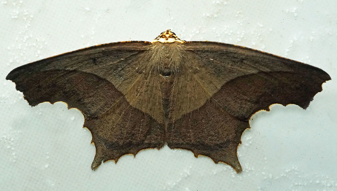 Eutomopepla rogenhoferi Dapa, Valle Del Cauca<br />
2100m Eutomopepla rogenhoferi,Saw-edged Anglewing