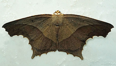 Eutomopepla rogenhoferi Dapa, Valle Del Cauca
2100m Eutomopepla rogenhoferi,Saw-edged Anglewing