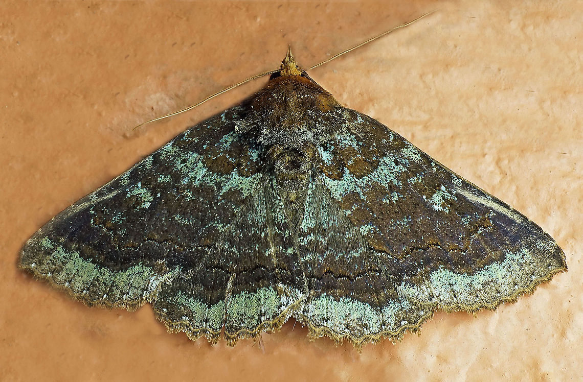 Zale sp. Dapa, Valle Del Cauca<br />
2100m Green-dusted Zale,Zale aeruginosa