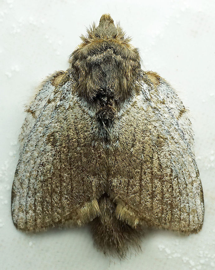 Euglyphis necopina Dapa, Valle Del Cauca<br />
2100m Euglyphis necopina