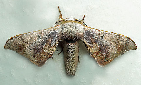 #806 Dapa, Valle Del Cauca
2100m