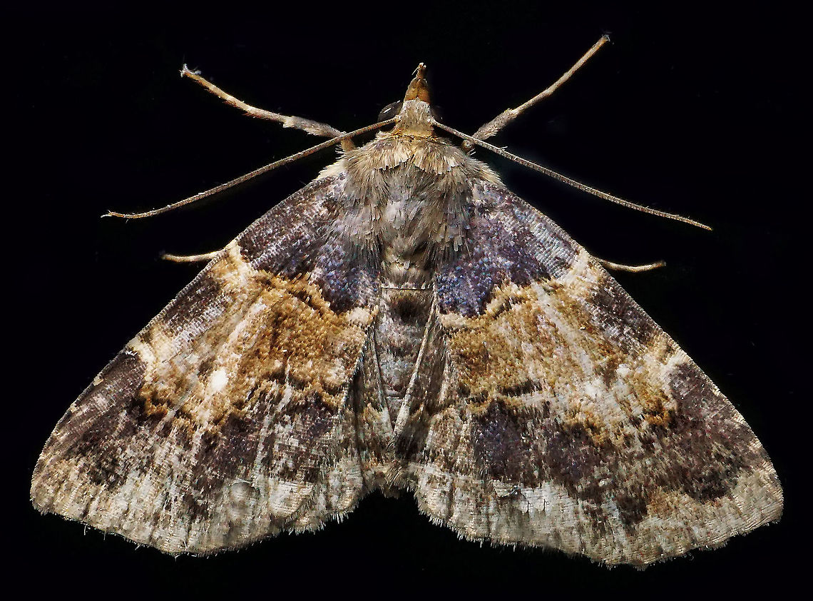 #807 Dapa, Valle Del Cauca<br />
2100m