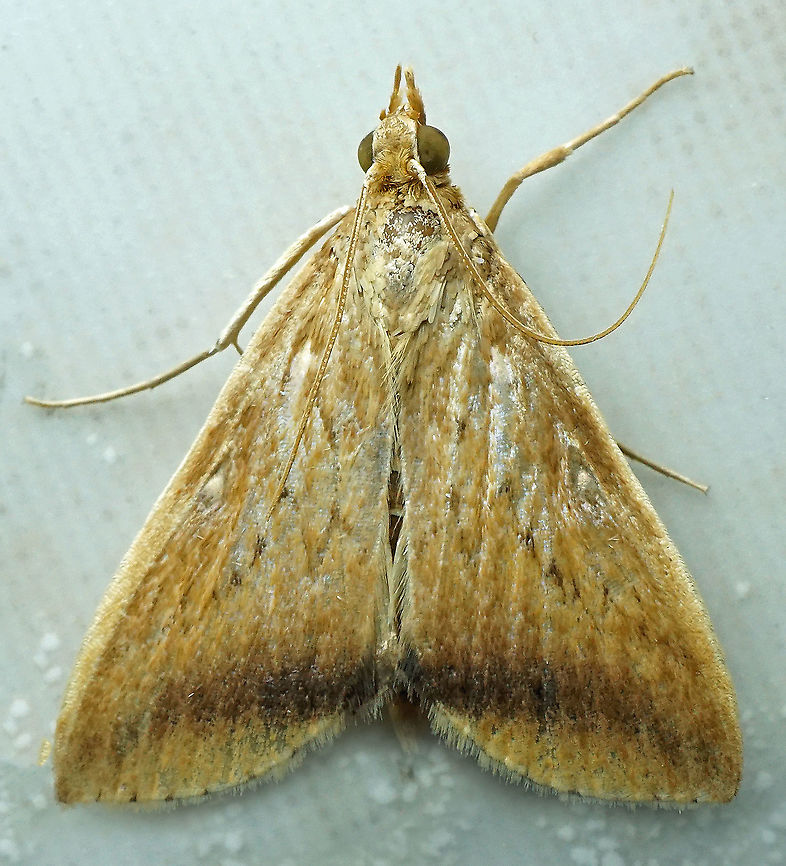 Hyalorista taeniolalis Dapa, Valle Del Cauca<br />
2100m Hyalorista taeniolalis