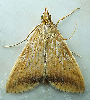 Hyalorista taeniolalis Dapa, Valle Del Cauca
2100m Hyalorista taeniolalis