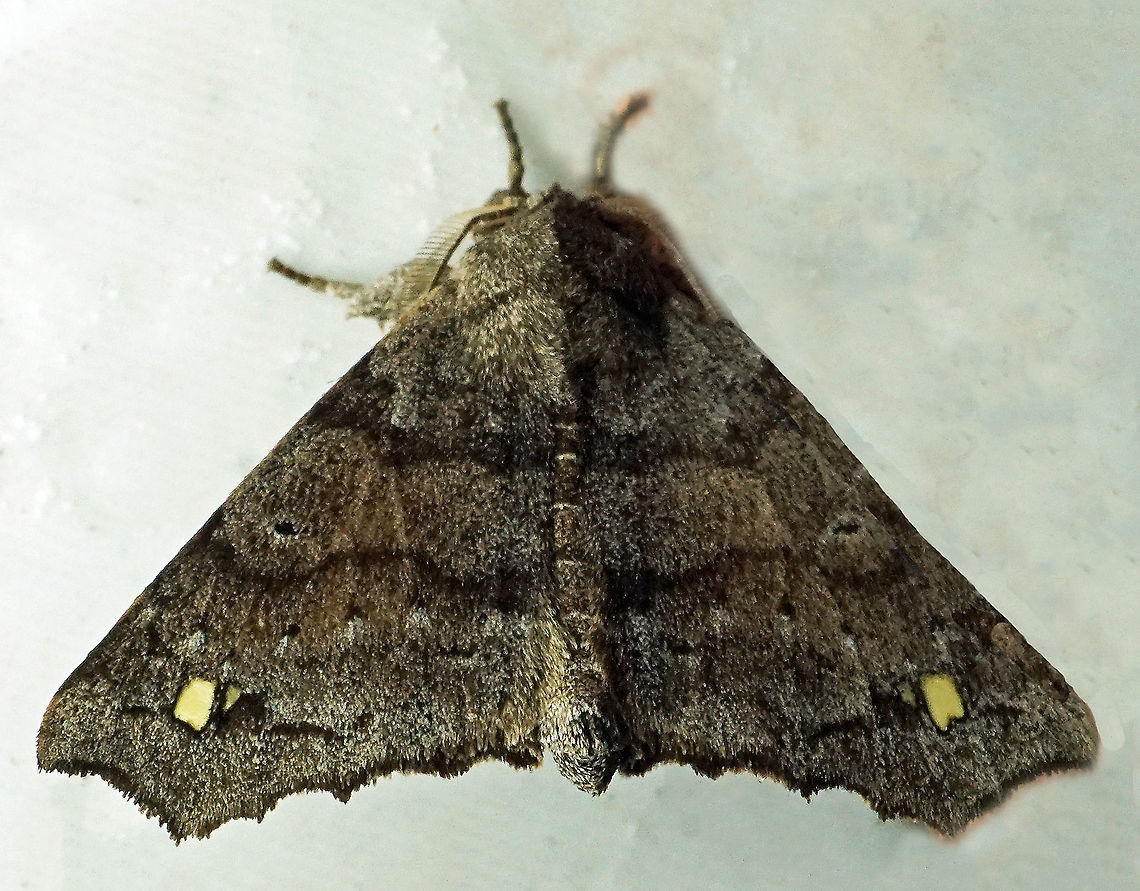 Olceclostera indentata Dapa, Valle Del Cauca<br />
2100m Olceclostera indentata