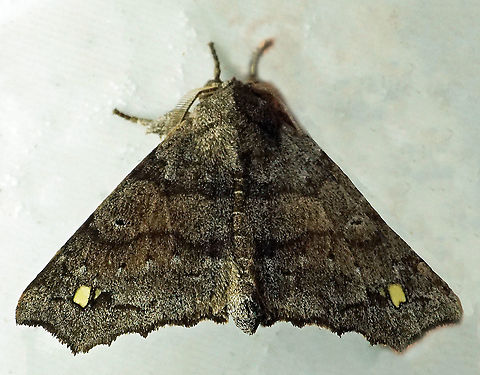 Olceclostera indentata Dapa, Valle Del Cauca
2100m Olceclostera indentata